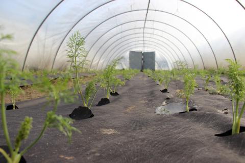 Der Fenchel wächst und gedeiht Der Fenchel wächst und gedeiht