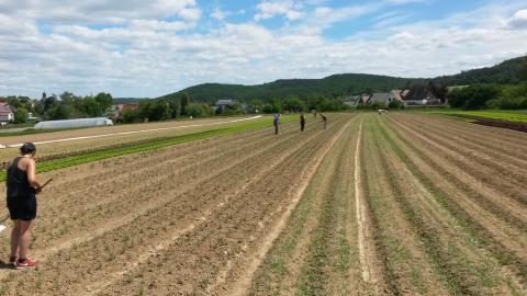 Hier ist der Acker zu sehen, auf dem fleißig gejätet und gehackt wurde.