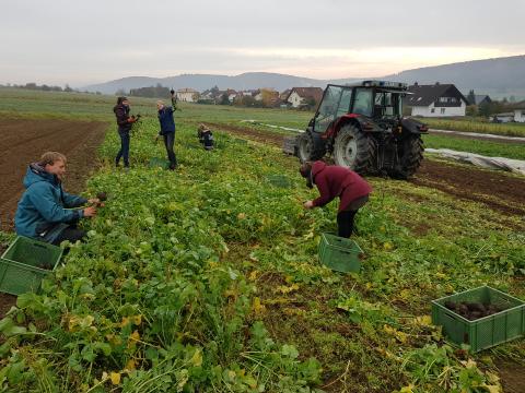 Ein Acker mit viel Rettich - und trotzdem auch zu sechst und bei Regen zu schaffen!