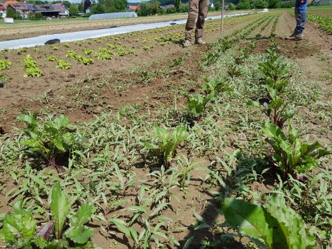 Hier gibt's einiges zum Hacken.