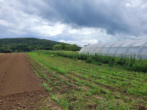 Am Himmel über dem Erdbeeracker sieht's nach Regen aus.