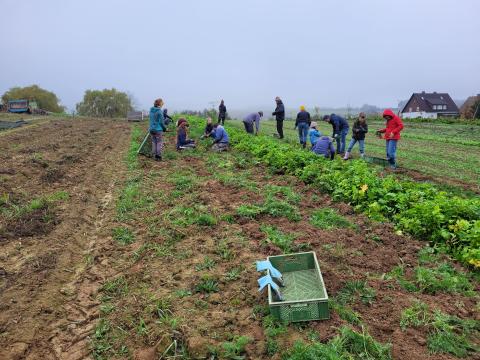 Viele helfende Hände auf dem Möhrenacker