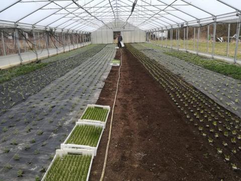 Die Gewächshäuser werden bepflanzt.