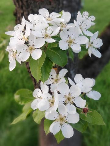 Birnenblüten