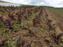 Hier, bei den Beten, wurde schon gehackt. Hier, bei den Beten, wurde schon gehackt.