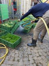 Hier werden Salate gewaschen