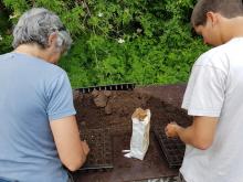 Hier wird Zuckermais gesät.