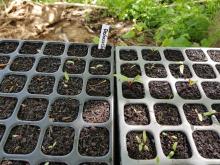 In dieser Multitopfplatte sind nur wenige Samenkörner aufgegangen.