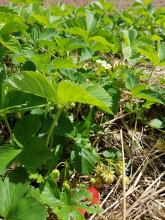 Die ersten Erdbeeren werden reif - sie müssen nur noch ein bisschen röter werden!