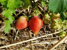 Die Erdbeeren liegen gut geschützt auf Stroh aus eigenem Anbau.