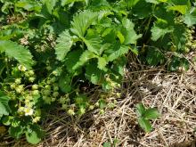 Eine Biene auf einer Erdbeerblüte.