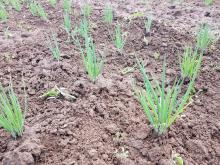 Bei den Frühlingszwiebeln wird gehackt.