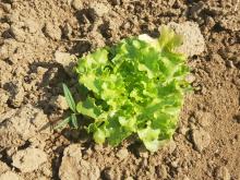 Salatpflanze mit Unkraut.