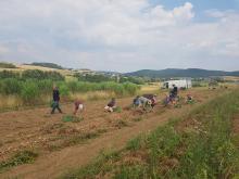 Viele Mitglieder plus Uwe beim Kartoffel-Aufsammeln.