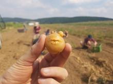 Mitglieder bei der Kartoffelernte, im Vordergrund ein Kartoffel-Frosch.
