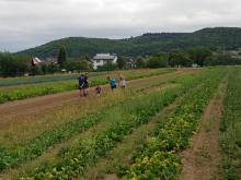 Auch hier wird gehackt.