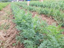 Das Unkraut, das ganz nah an den Möhren steht, muss weg.