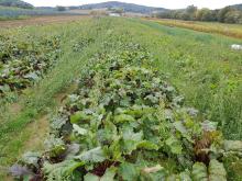 Hier stehen die Beten noch.