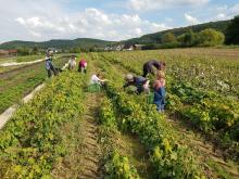 Mitglieder bei der Bohnenernte.