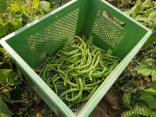 Eine Kiste Bohnen.