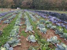 Hier wächst Kohl.
