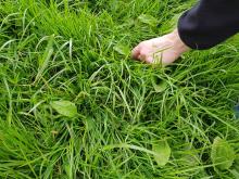 Breitwegerich wird hier gerade geerntet.