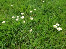Gänseblümchen kennen alle - sie schmecken aber auch super im Salat!