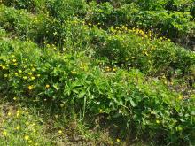 Hier wächst ziemlich viel Unkraut.