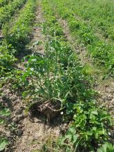 Das Unkraut ist schon ziemlich groß.