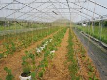 Im großen Gewächshaus gedeihen die Tomaten und Gurken.