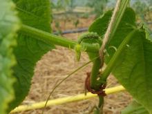 Hier entsteht eine der ersten Gurken.