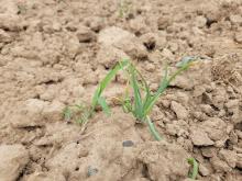 Mehrere kleine Zwiebelpflanzen vor dem Hacken.