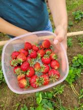 Eine Schale mit gesammelten Erdbeeren.