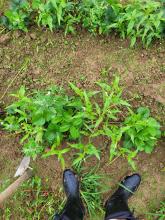 Gummistiefel und Hacke vor einer Erdbeerpflanze.