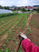 Eine matschige Hacke im Vordergrund, dahinter der Erdbeeracker.