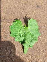 Das Blatt der Knoblauchsrauke.