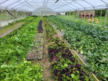 Im Gewächshaus stehen Kohlrabi, Pak Choi und Co.