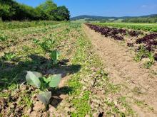 Eine Kohlpflanze mit viel Beikraut.