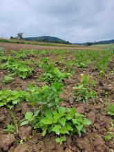 Der Sellerie vor dem Hacken.