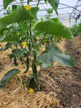 Im Folientunnel wachsen die Gurken - bald gibt's welche!