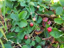 Hier gibt es doch tatsächlich noch Erdbeeren!