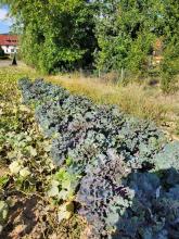 Die neue Gemüsesorte Flower Sprouts von Weitem.