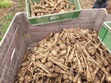 Die Großkiste, halb gefüllt mit Pastinaken.