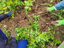 Pastinakenernte im Matsch.