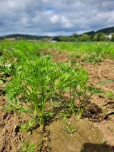 So sehen die Möhrenpflanzen vor dem Hacken aus.