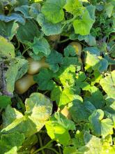 Auf diesen geschätzt 2qm liegen 5 Butternut-Kürbisse!