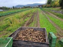 Und hier sind die Petersilienwurzeln in der Großkiste.