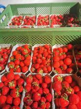 Erdbeeren geerntet in Schälchen in Kiste.