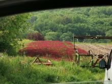 Blühende Gründüngung.