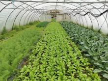 Herbst im Folientunnel.